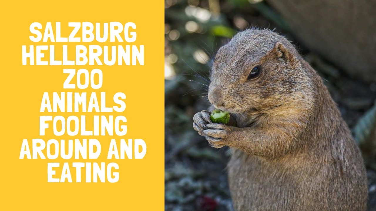 Zoo Animals in Salzburg Hellbrunn | Zoo Animals at the Salzburg Zoo in 240fps Slow Motion